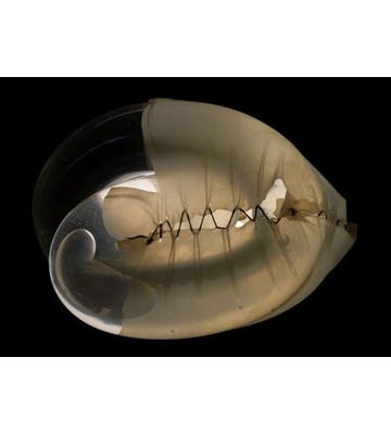 Involucro